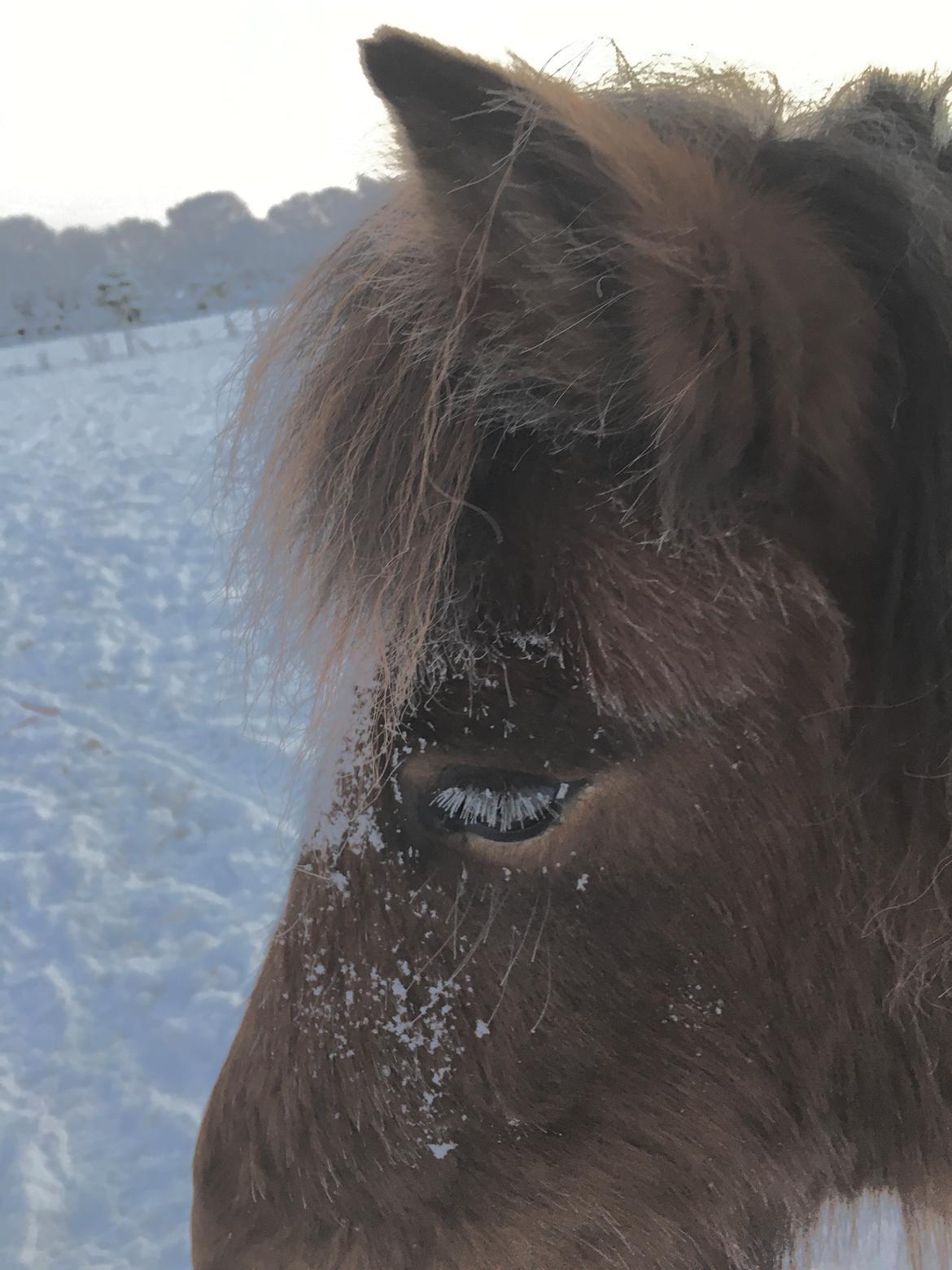 Shetlænder Bifrost billede 6