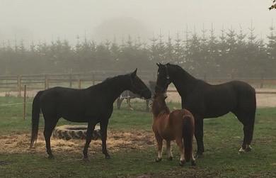 Shetlænder Bifrost billede 8