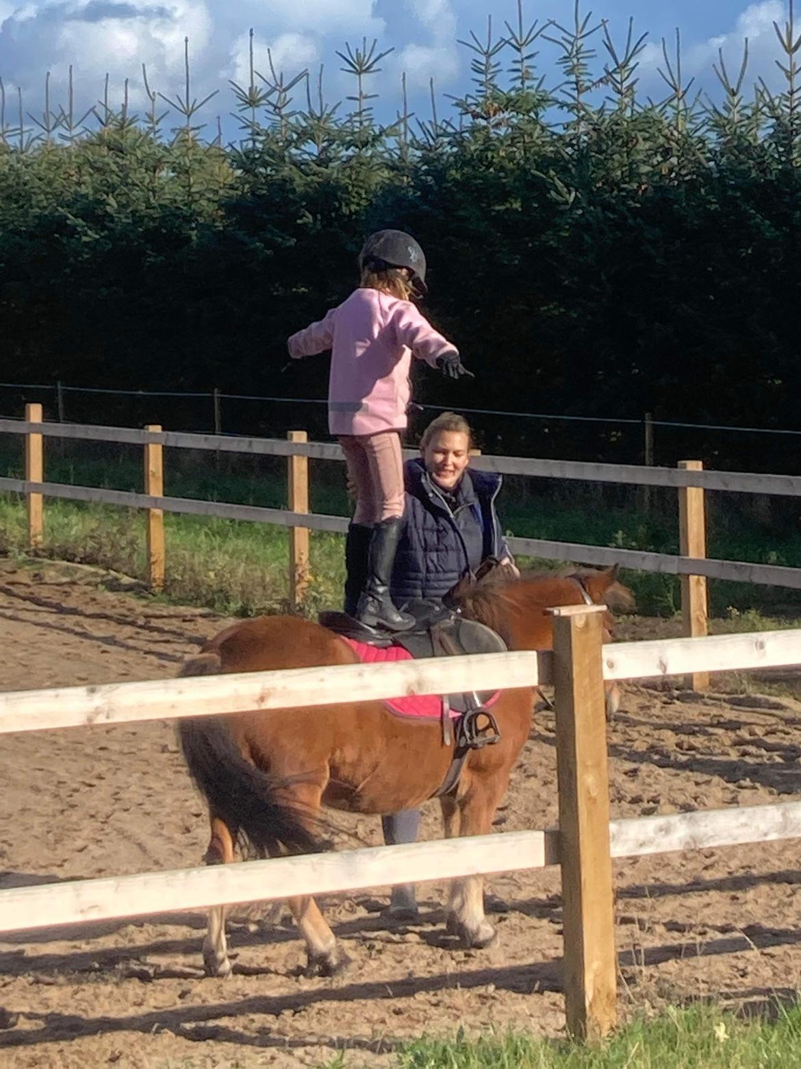 Shetlænder Bifrost billede 9