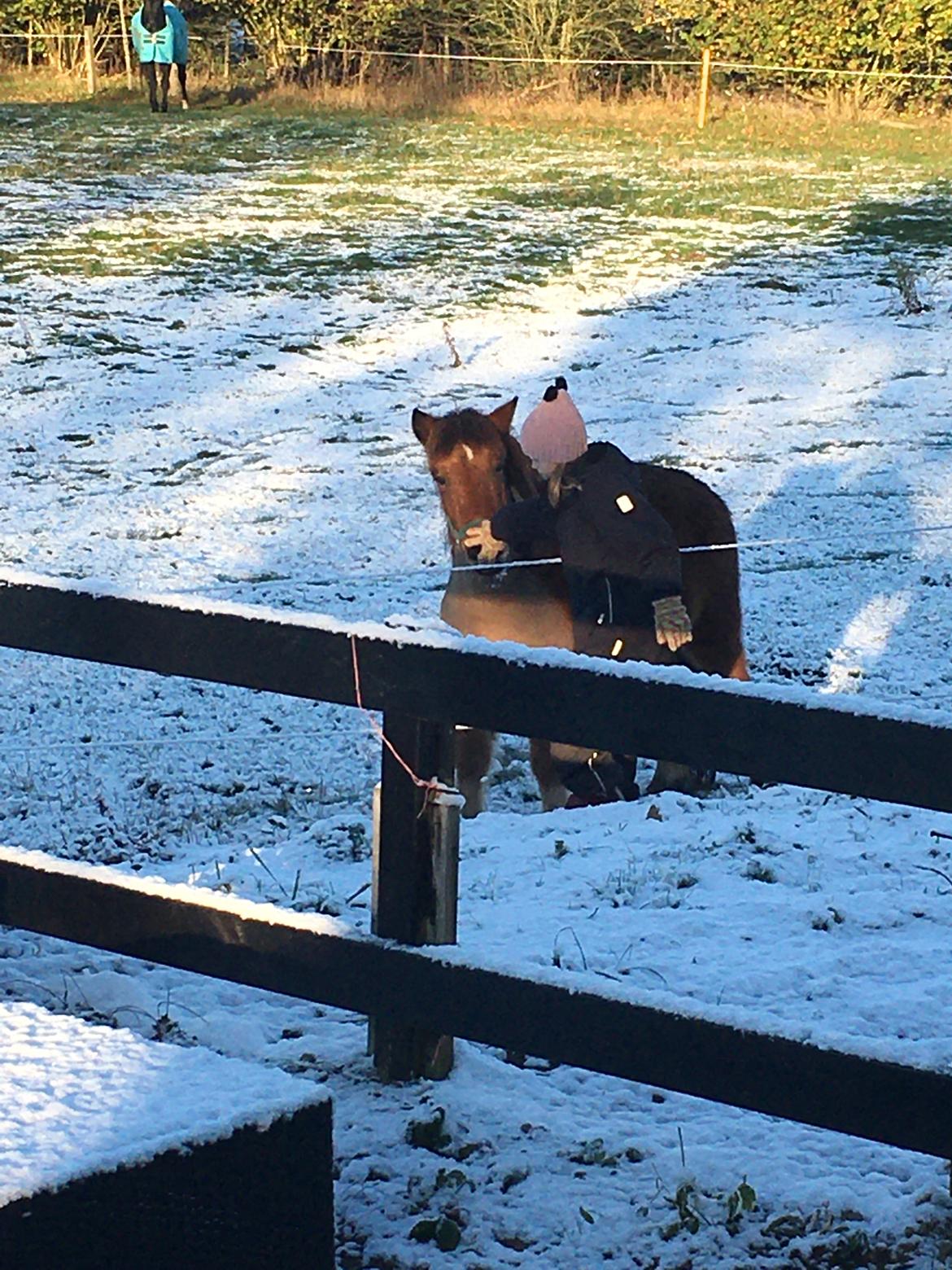 Shetlænder Bifrost billede 7