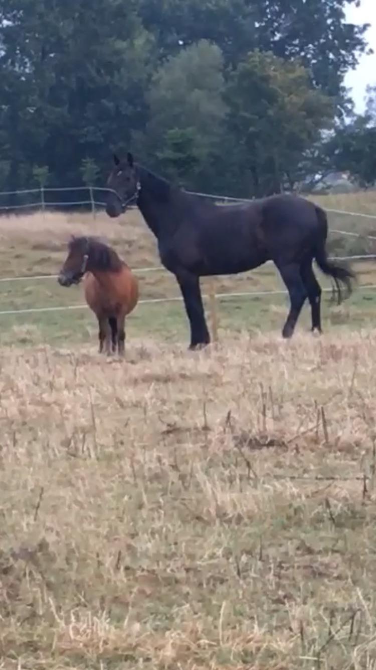 Shetlænder Bifrost billede 10
