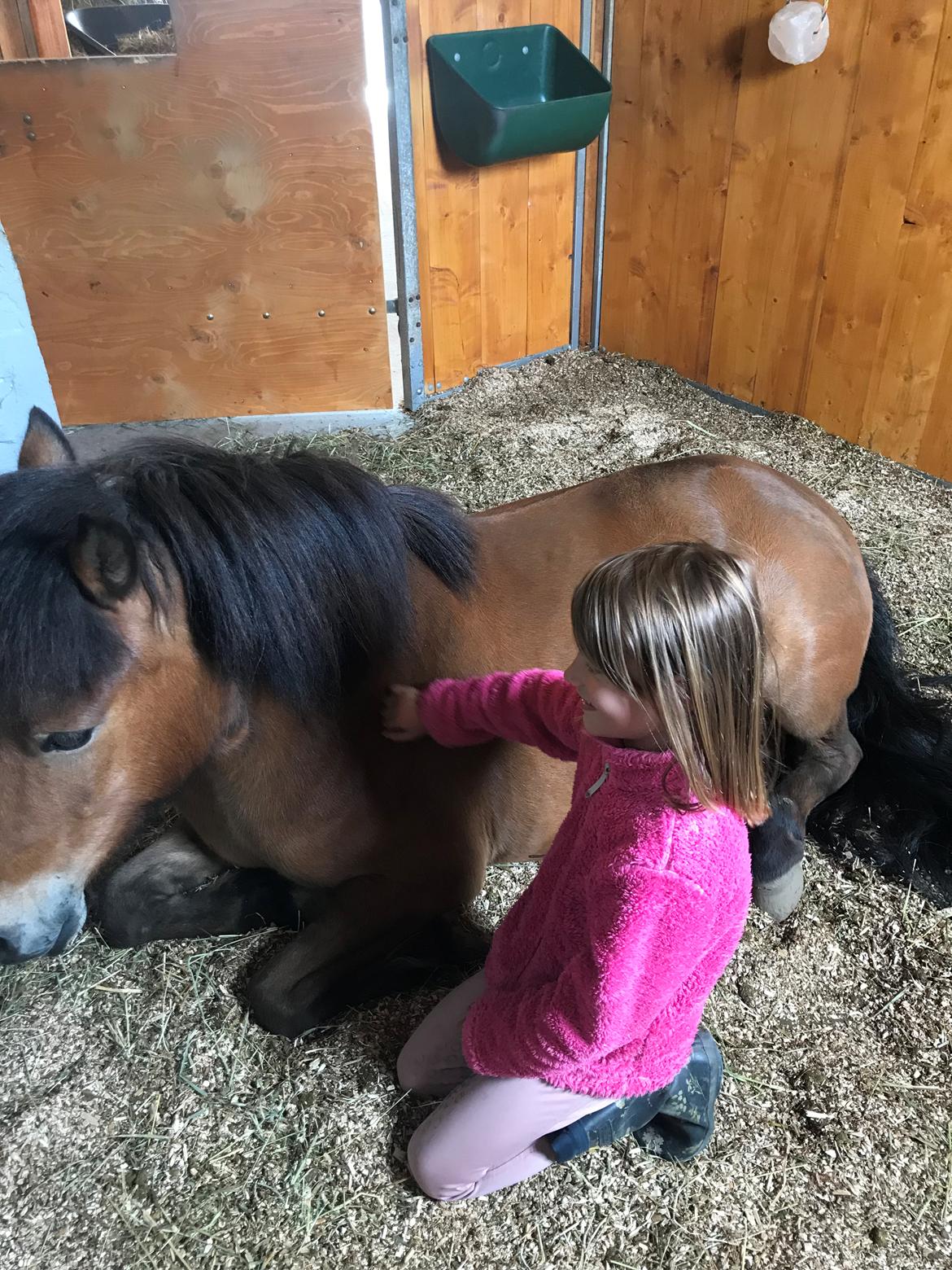 Shetlænder Bifrost billede 14