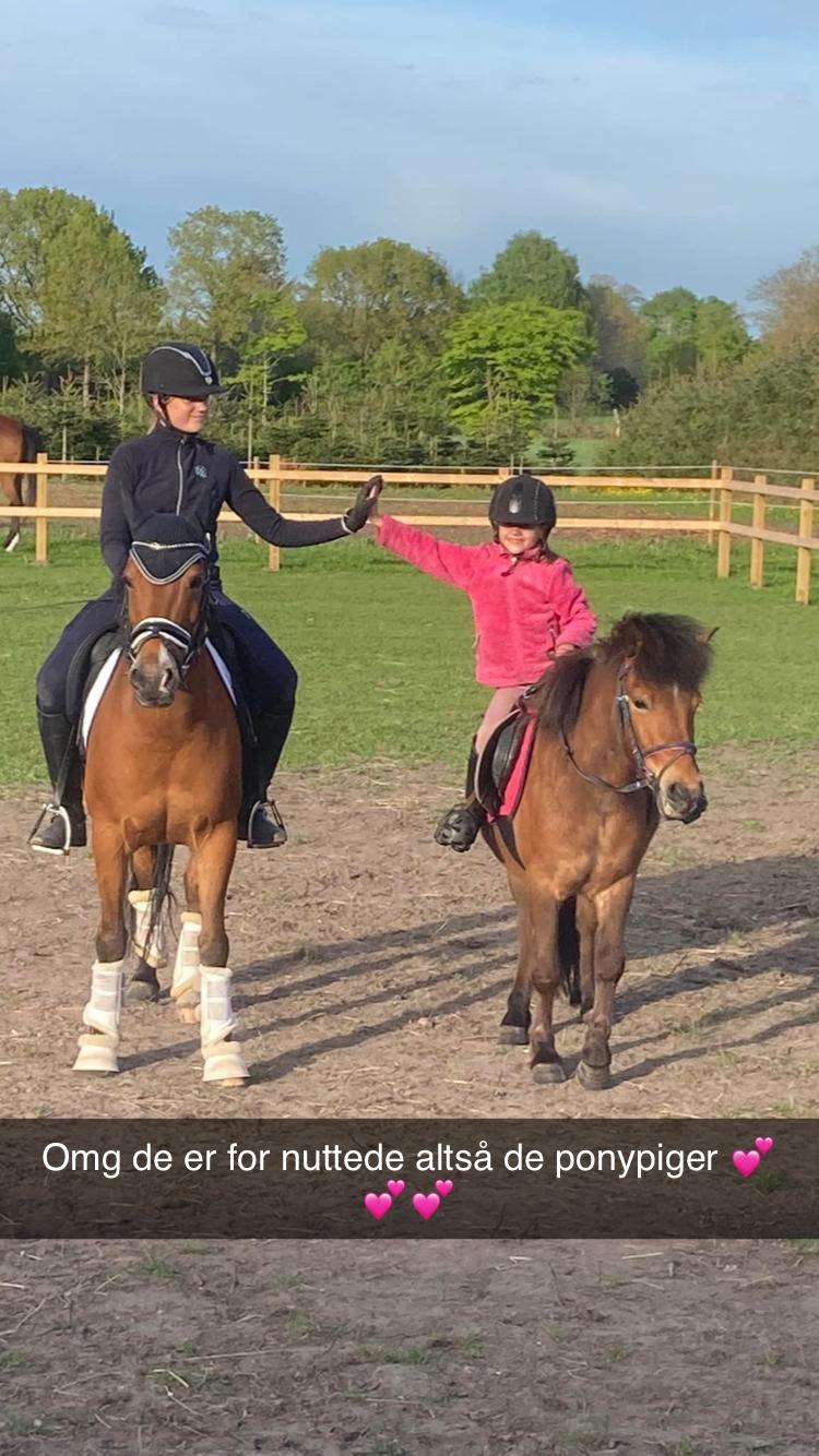 Shetlænder Bifrost billede 16