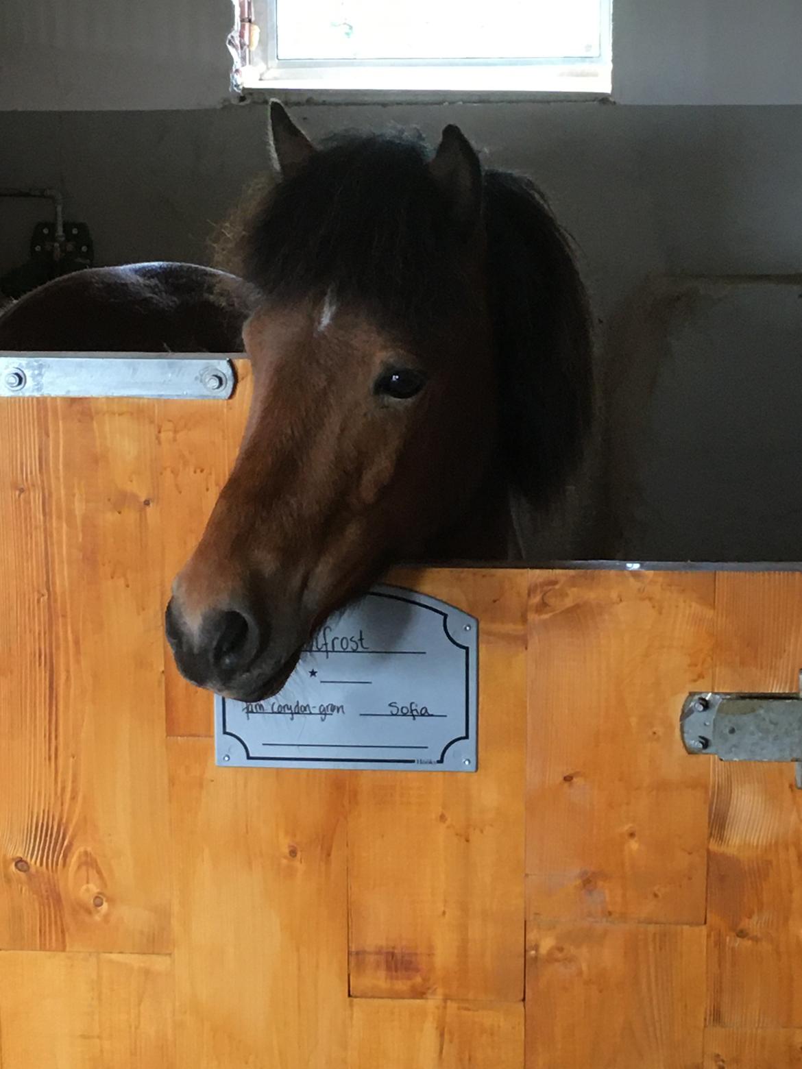 Shetlænder Bifrost billede 15