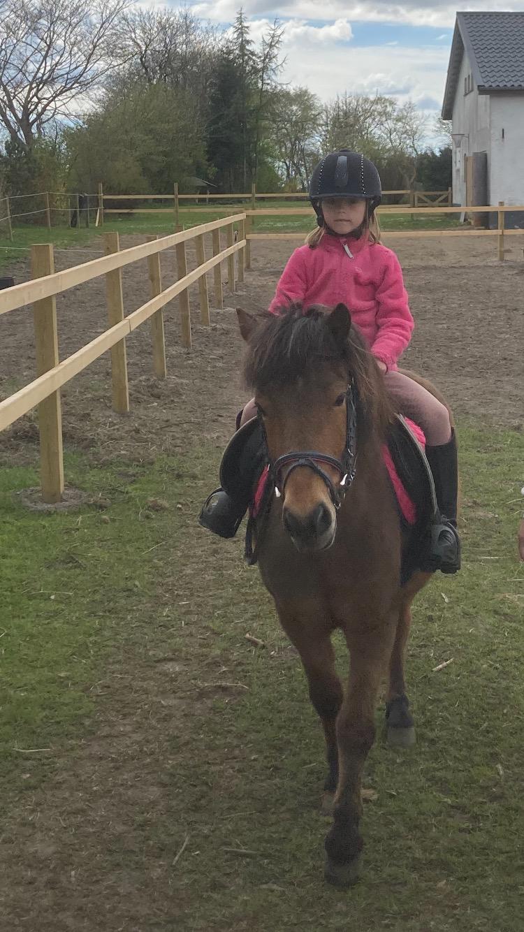 Shetlænder Bifrost billede 18