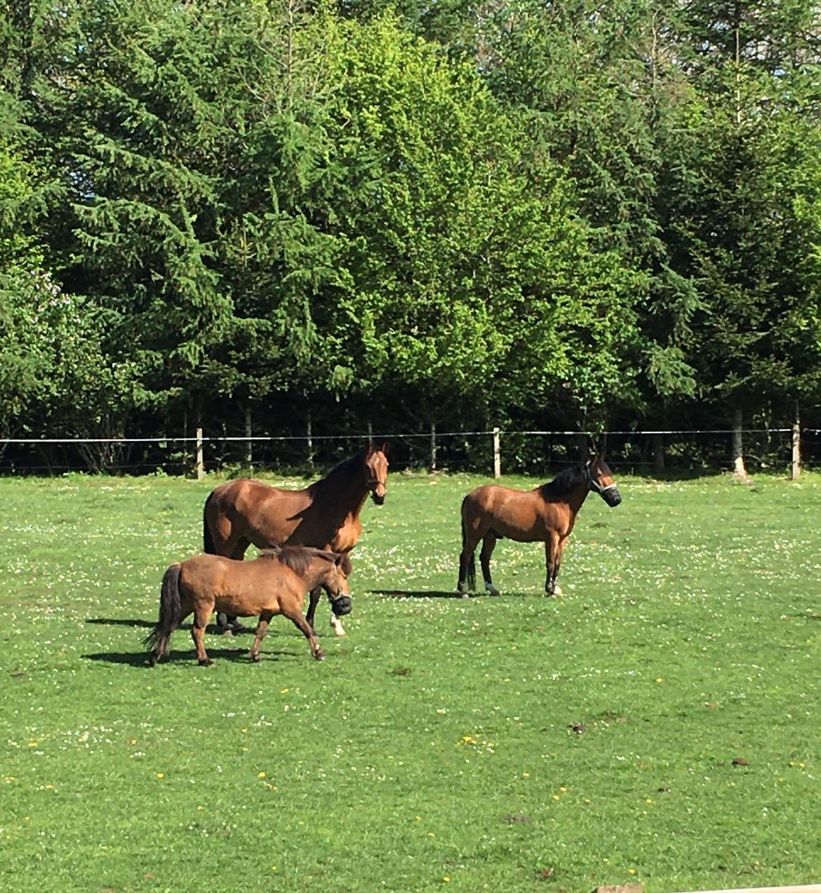 Shetlænder Bifrost billede 17