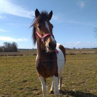 Anden særlig race Daizy billede 1