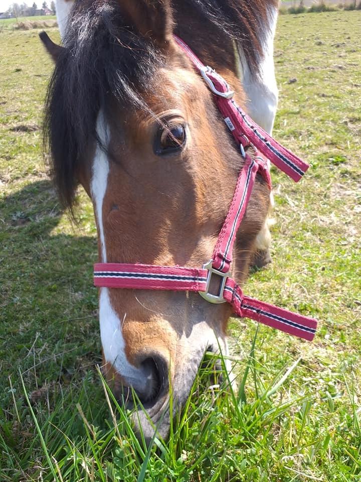 Anden særlig race Daizy billede 3