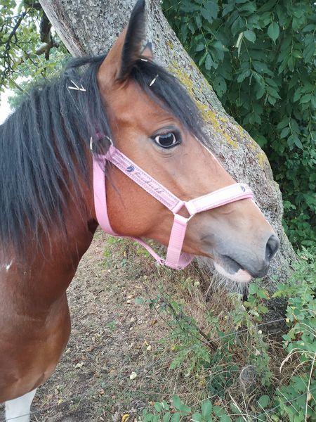 Anden særlig race Daizy billede 4