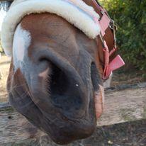 Anden særlig race Daizy billede 5