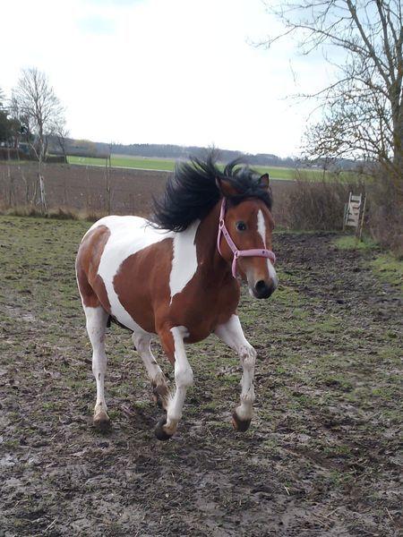 Anden særlig race Daizy billede 6