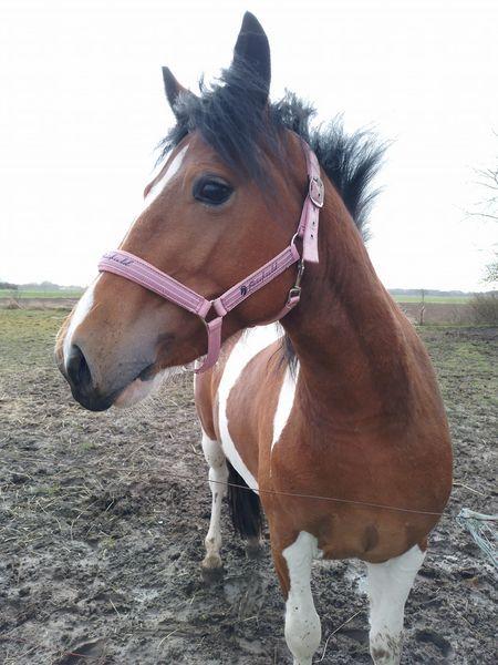 Anden særlig race Daizy billede 7