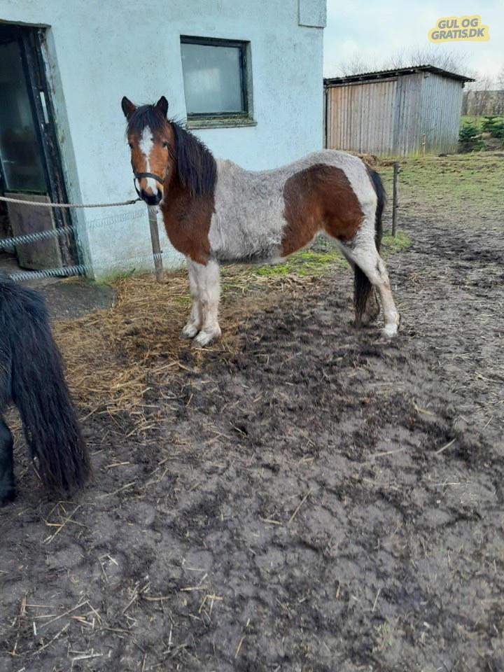 Anden særlig race Daizy billede 8