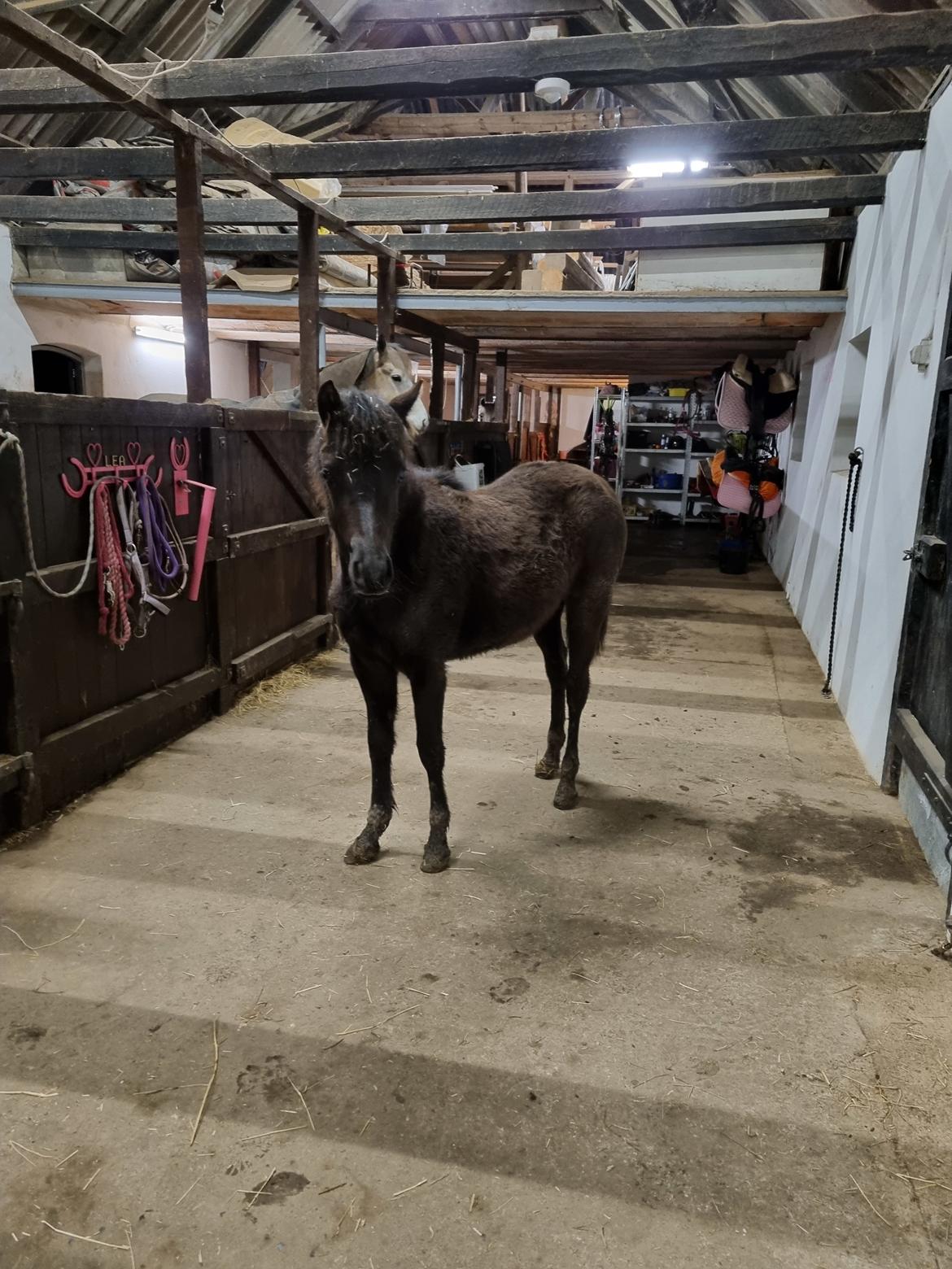 Welsh Pony (sec B) Lille Blombjerggårds Pinkie Pie billede 1