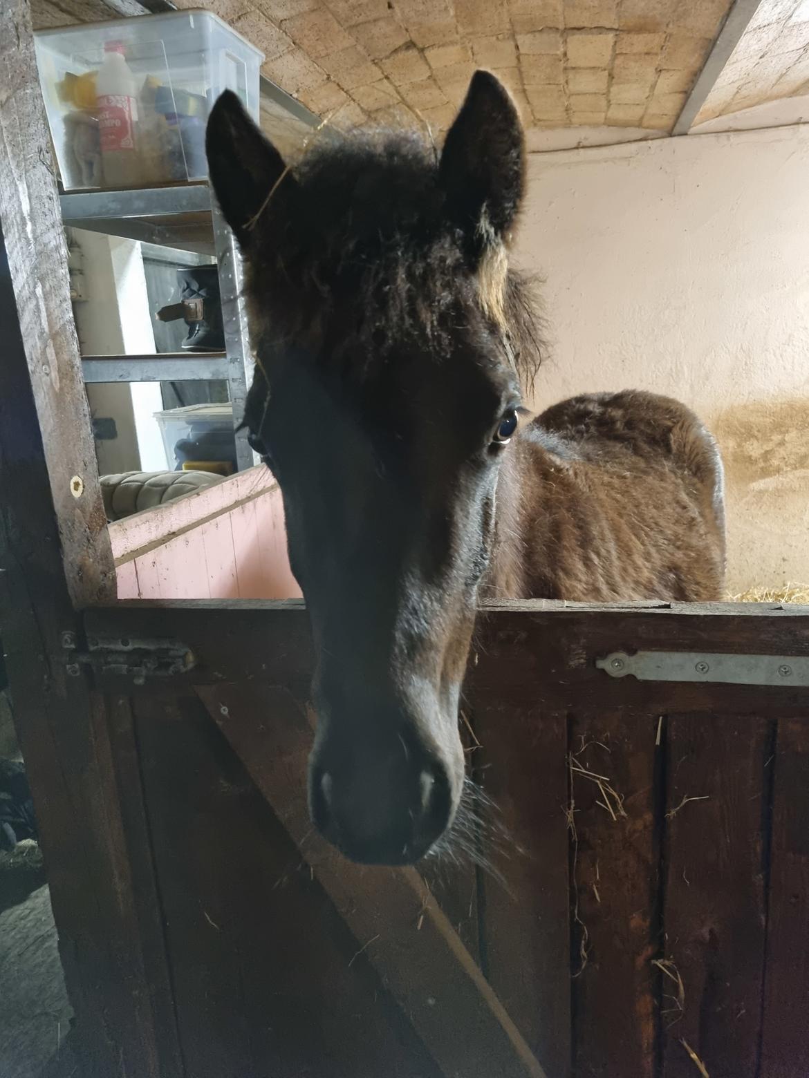 Welsh Pony (sec B) Lille Blombjerggårds Pinkie Pie billede 3