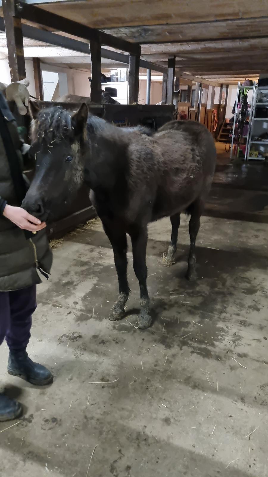 Welsh Pony (sec B) Lille Blombjerggårds Pinkie Pie billede 2