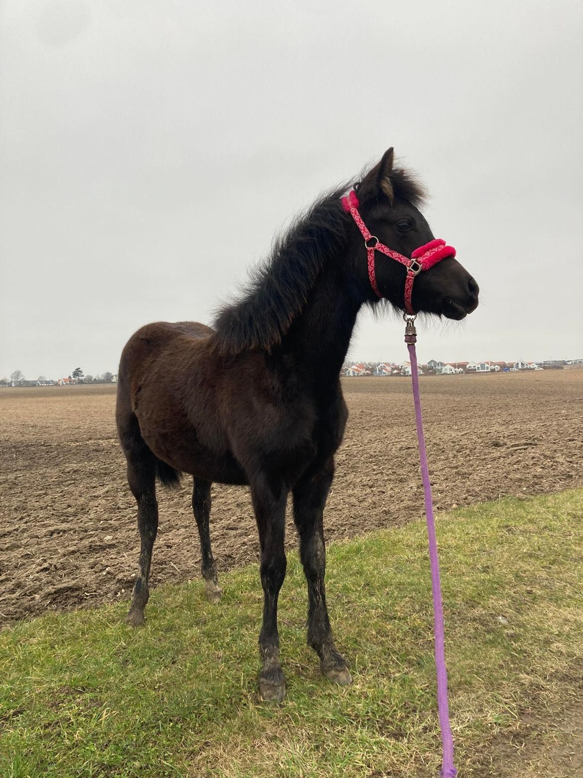 Welsh Pony (sec B) Lille Blombjerggårds Pinkie Pie billede 5