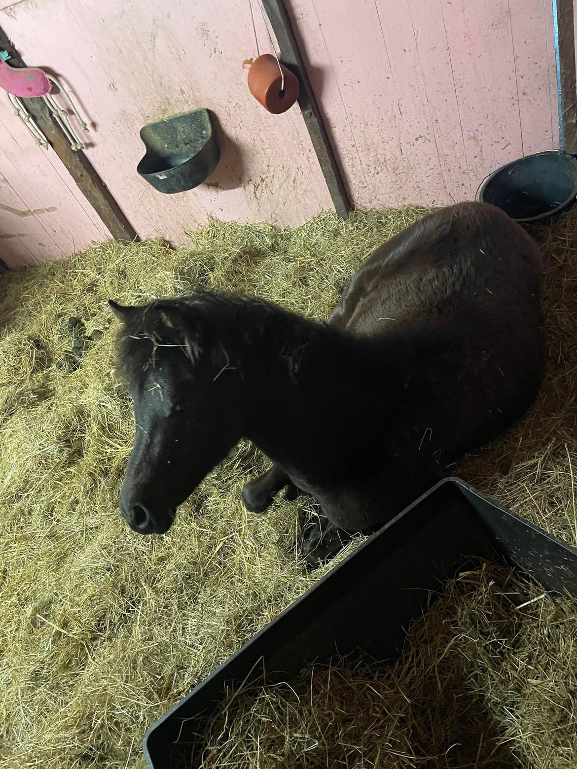 Welsh Pony (sec B) Lille Blombjerggårds Pinkie Pie billede 4