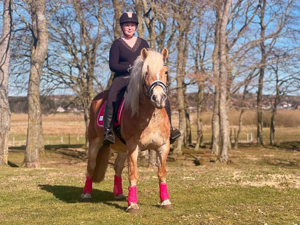 Haflinger Bella - April 2023 billede 17