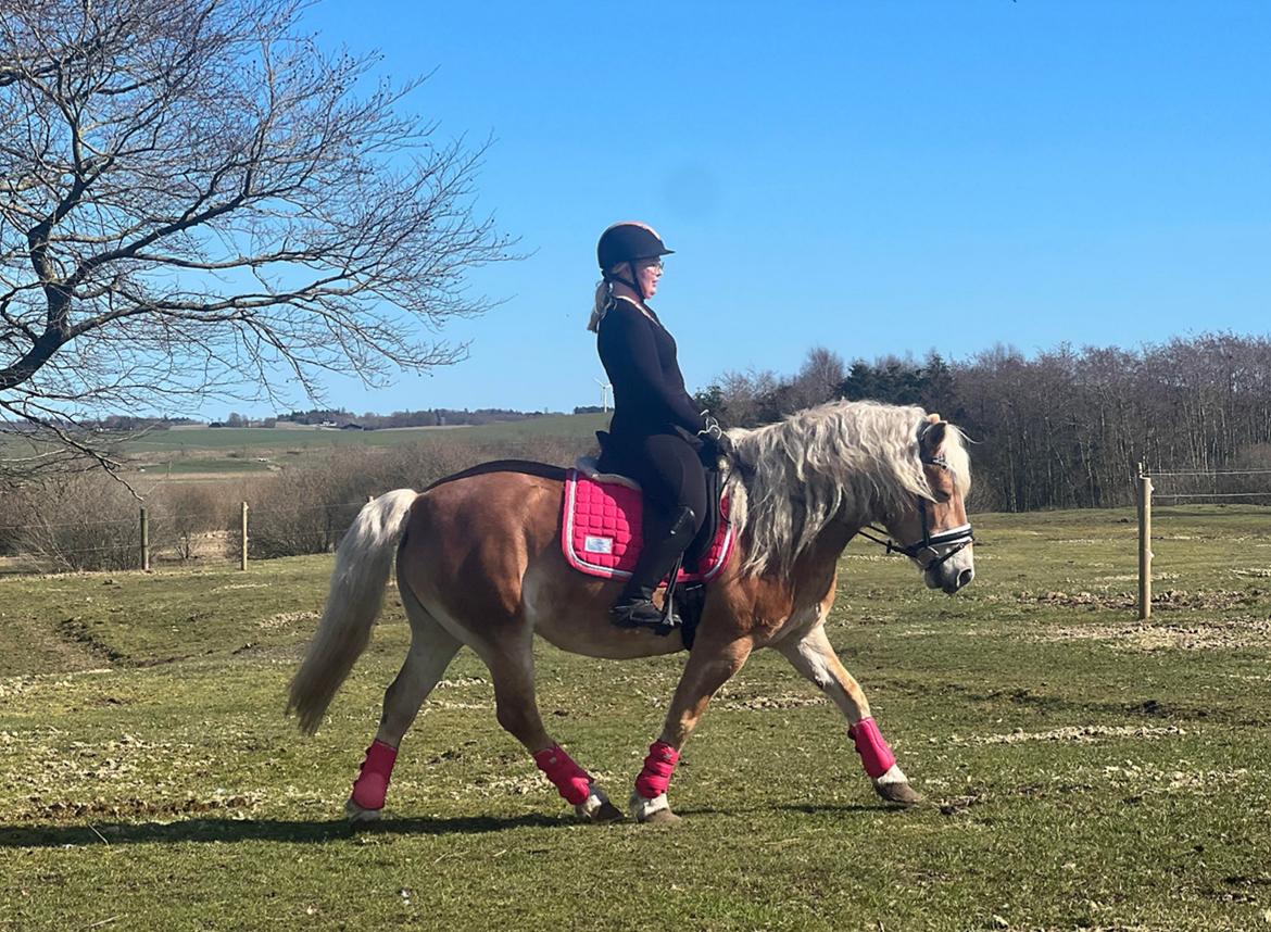 Haflinger Bella - April 2023 billede 18