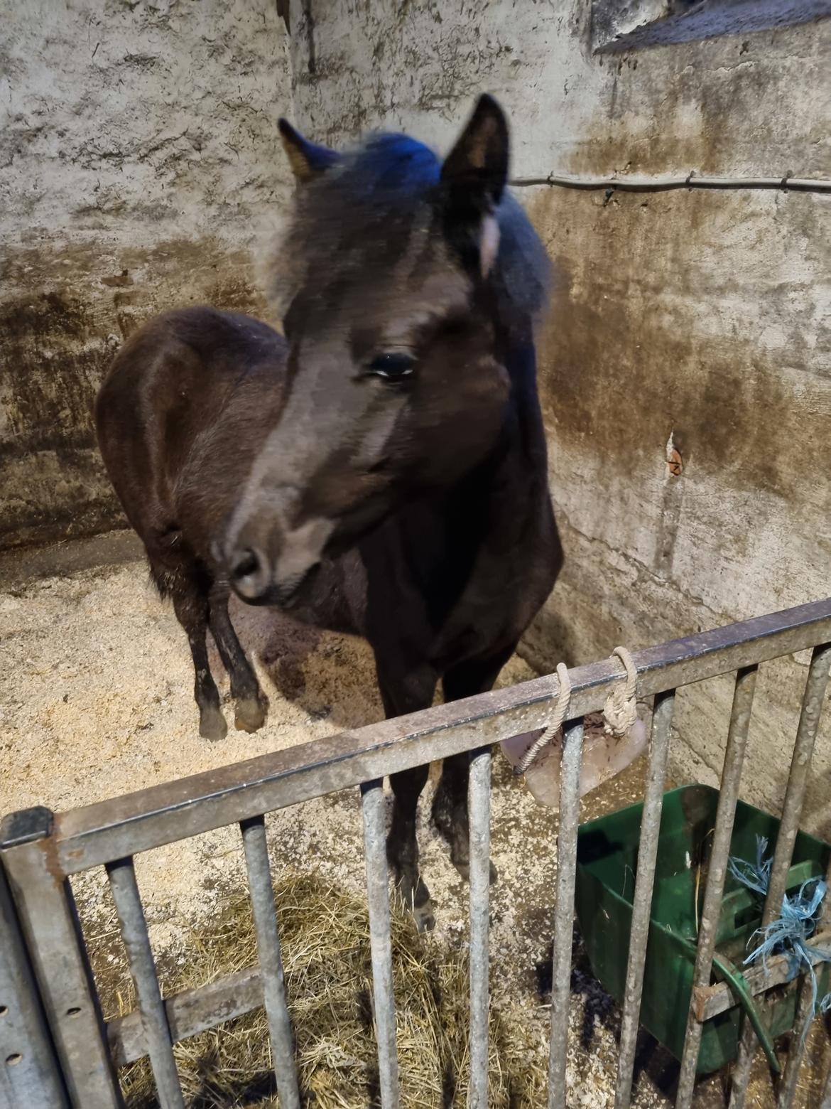 Welsh Pony (sec B) Lille Blombjerggårds Pinkie Pie billede 6