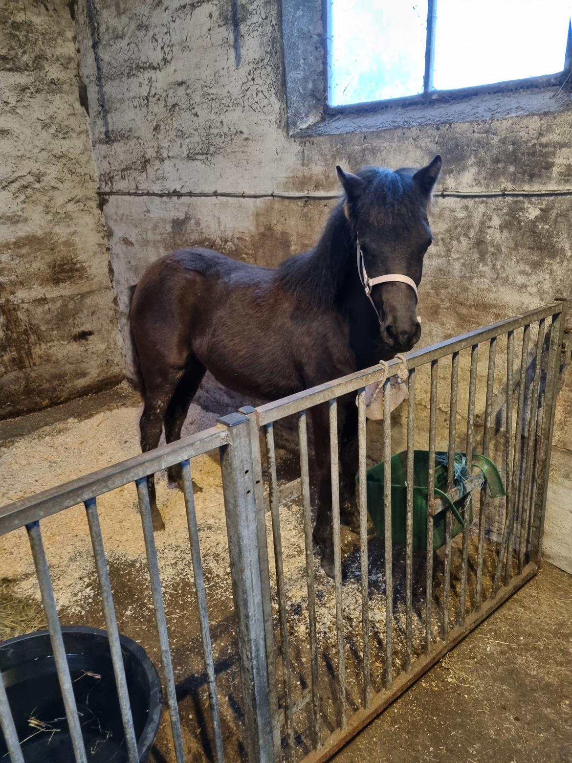 Welsh Pony (sec B) Lille Blombjerggårds Pinkie Pie billede 7