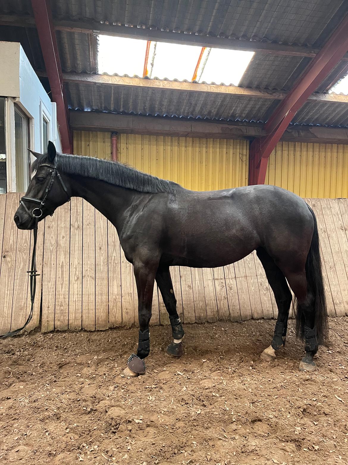 Dansk Varmblod Divine rose  - April 2023 billede 11