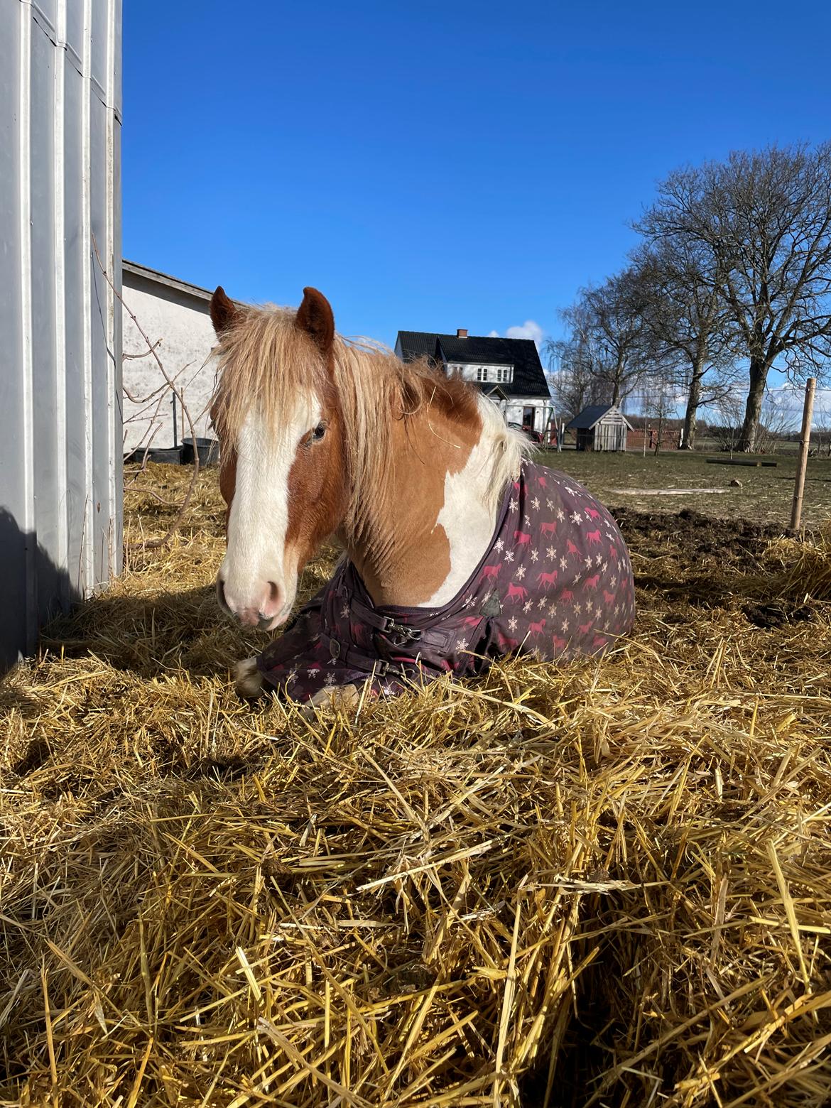 Anden særlig race Storm billede 5