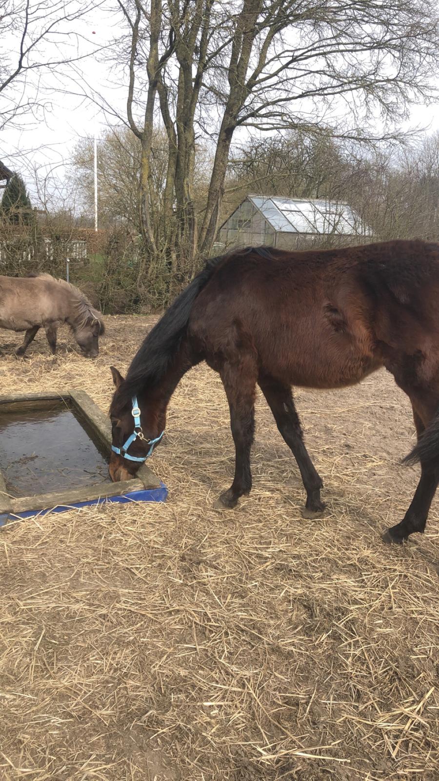 Knabstrupper Leth-Nissen's Record billede 4