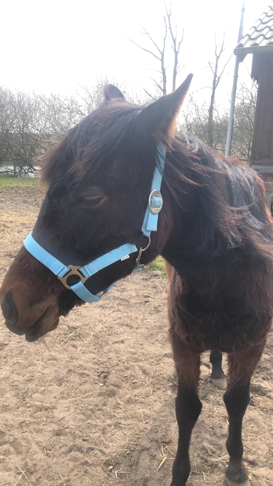 Knabstrupper Leth-Nissen's Record - Første dag vi havde hende billede 5