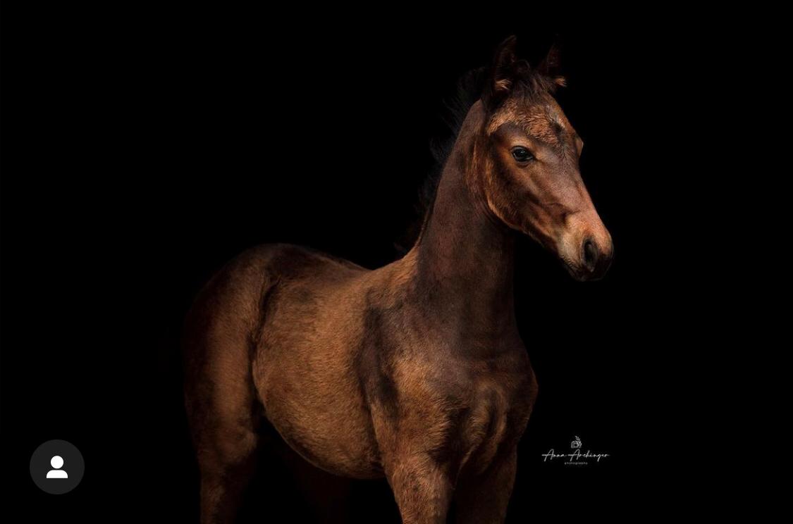 Knabstrupper Leth-Nissen's Record - Sejt billede jeg har stjålet billede 7