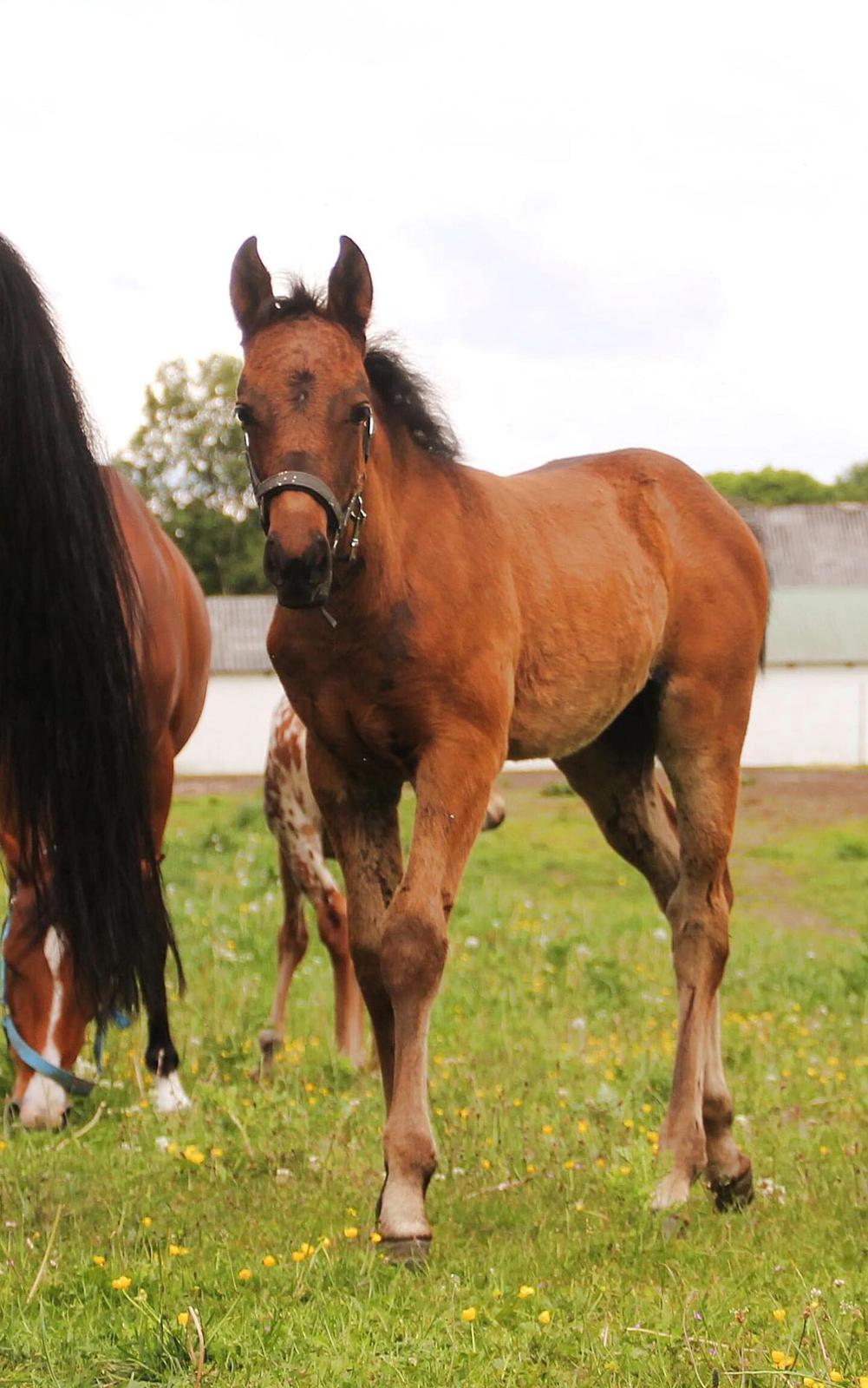 Knabstrupper Leth-Nissen's Record billede 8