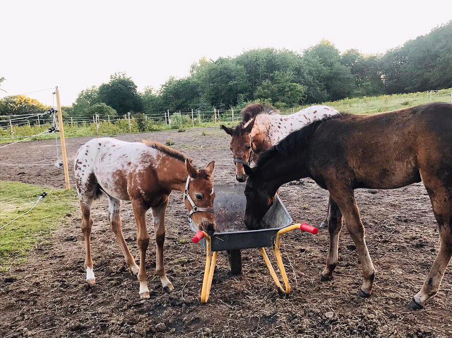 Knabstrupper Leth-Nissen's Record - Sammen med sine søskende Røn og Sia :-) billede 9