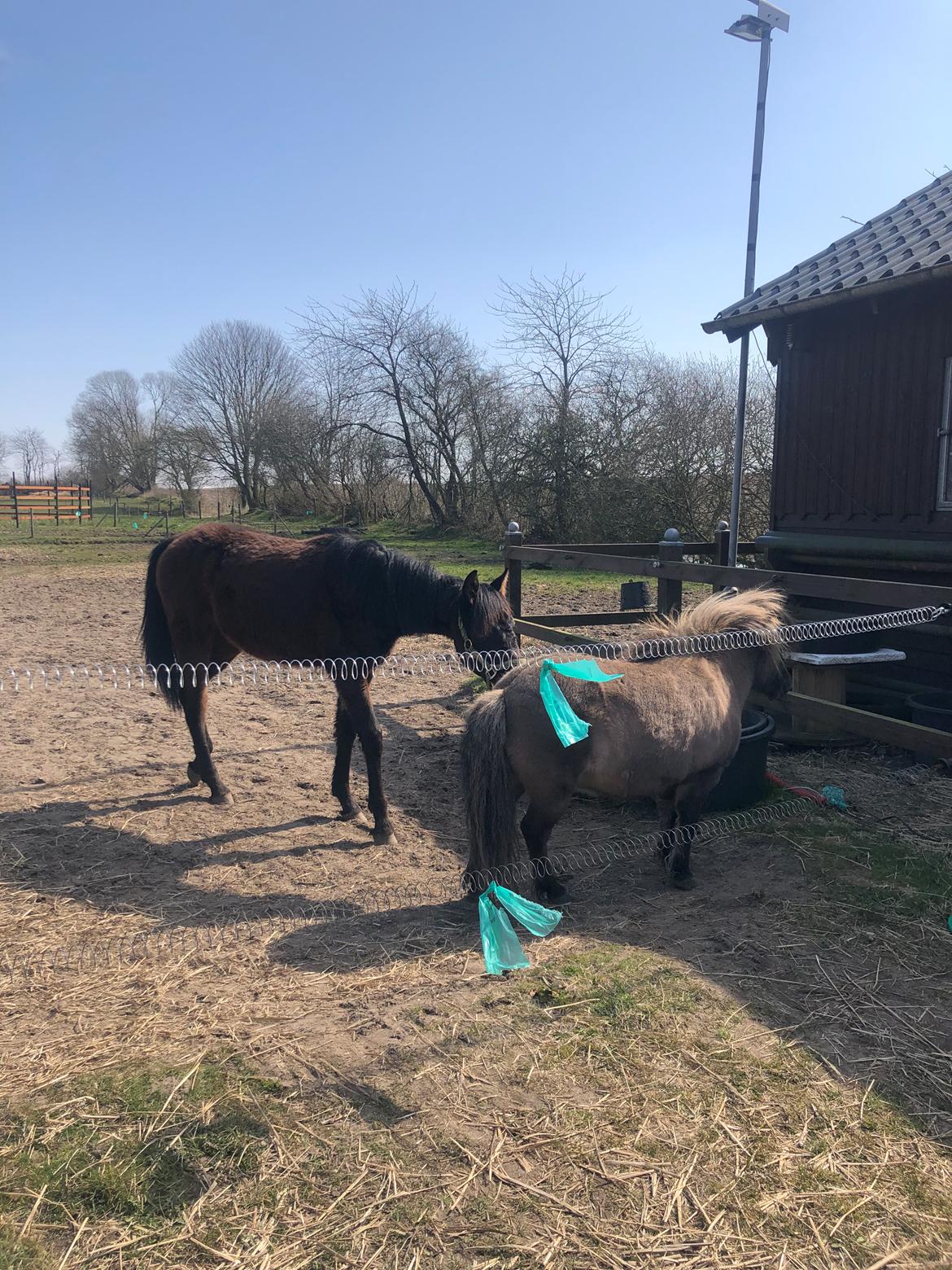 Knabstrupper Leth-Nissen's Record billede 6