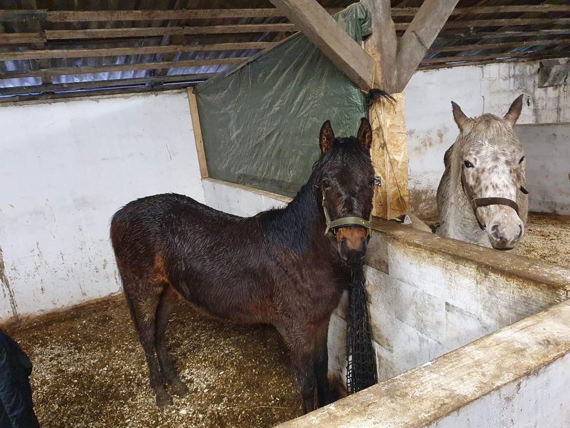 Knabstrupper Leth-Nissen's Record billede 10