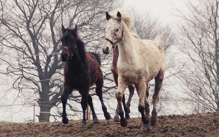 Knabstrupper Leth-Nissen's Record billede 11