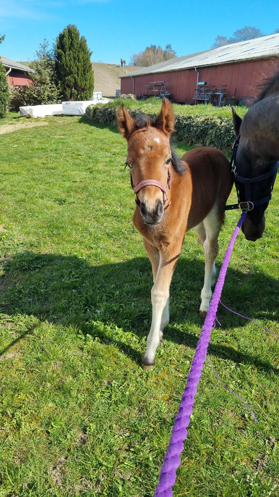 New Forest Jertrums Sweet Cookie Dough billede 17