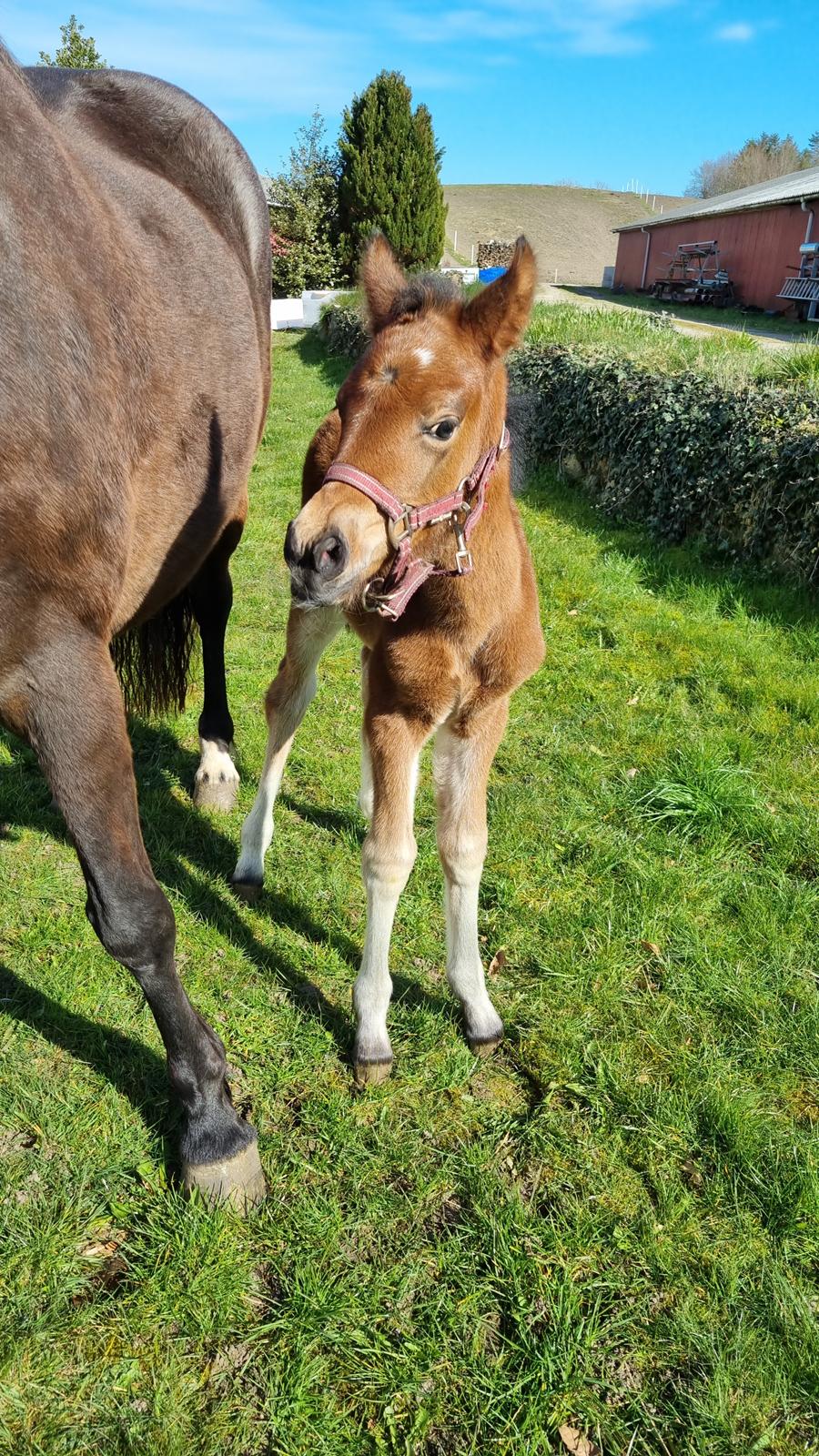 New Forest Jertrums Sweet Cookie Dough billede 12