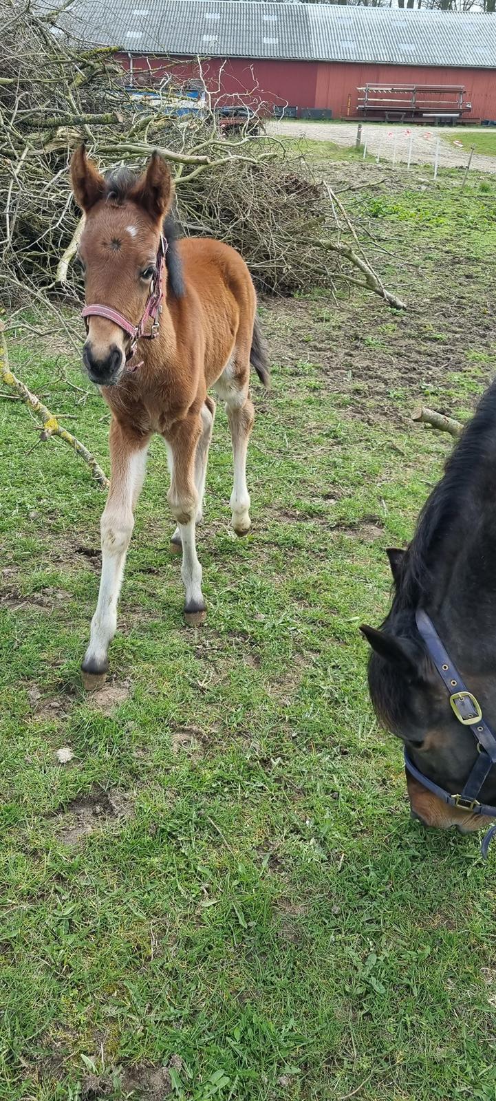 New Forest Jertrums Sweet Cookie Dough billede 8