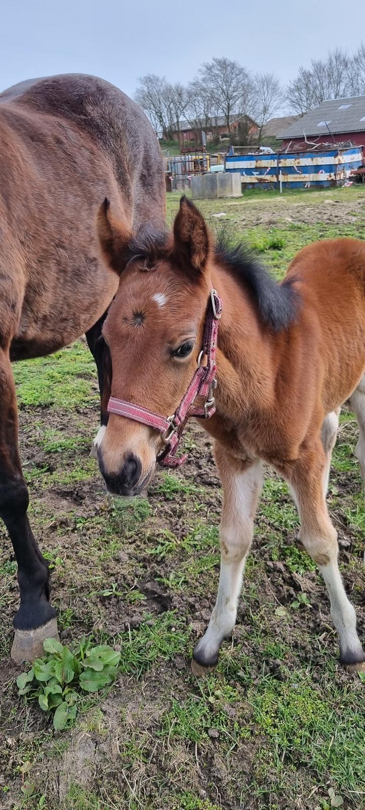 New Forest Jertrums Sweet Cookie Dough billede 10