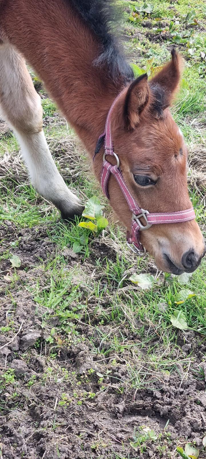 New Forest Jertrums Sweet Cookie Dough billede 9