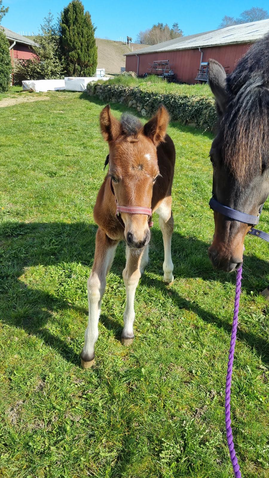 New Forest Jertrums Sweet Cookie Dough billede 14