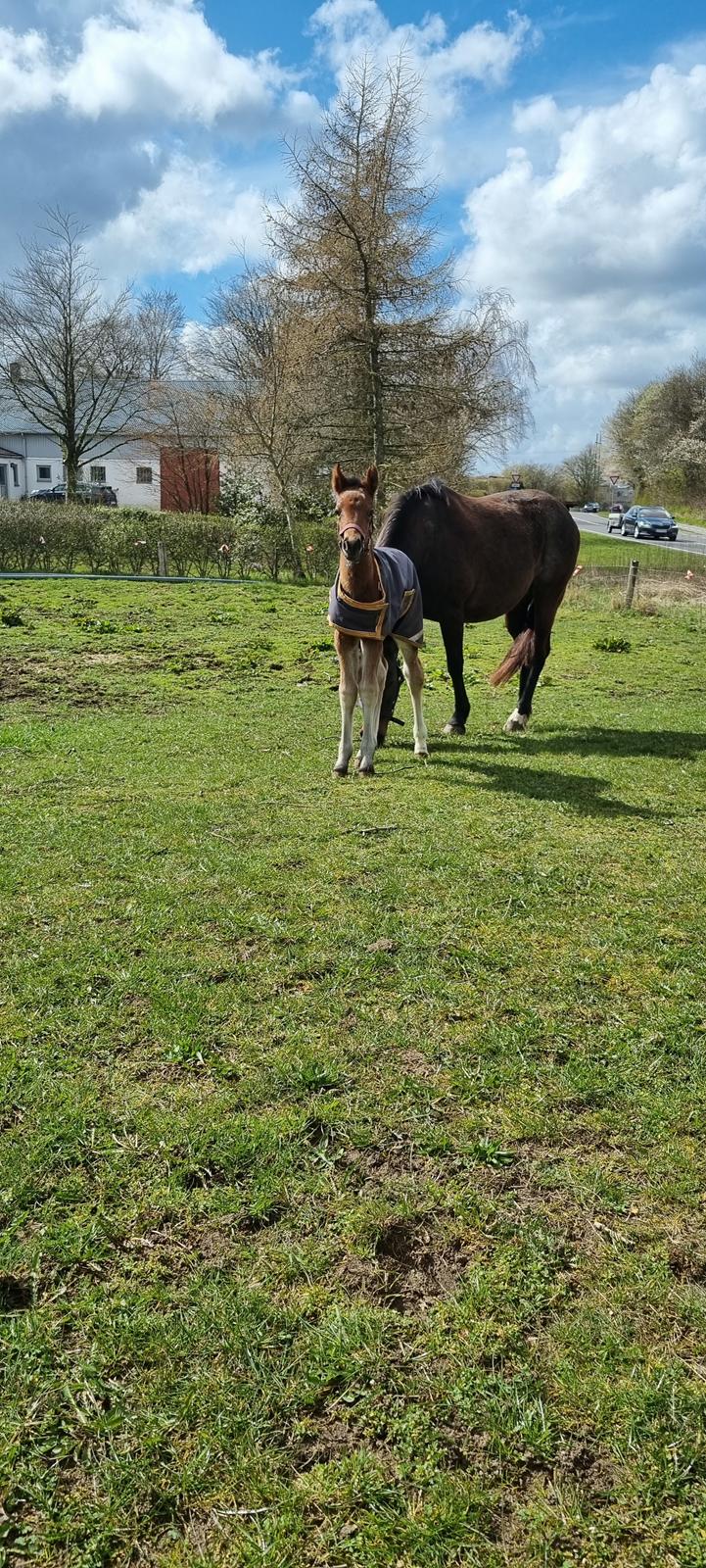 New Forest Jertrums Sweet Cookie Dough billede 6