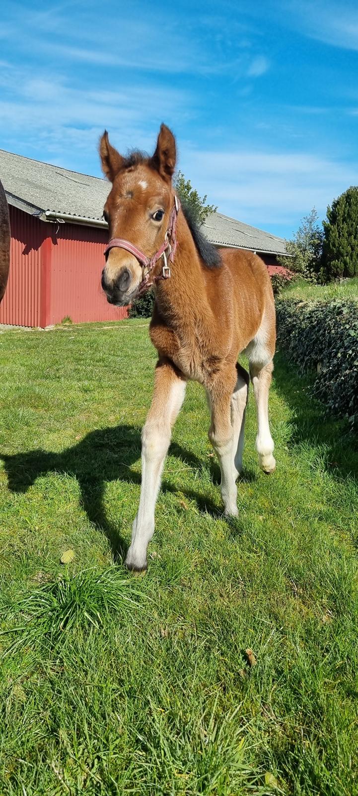 New Forest Jertrums Sweet Cookie Dough billede 13