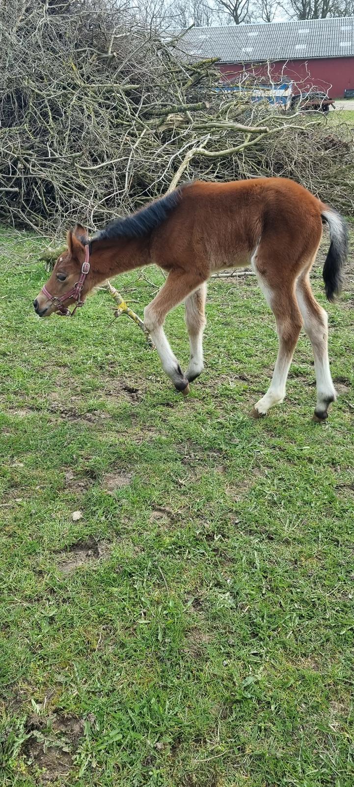 New Forest Jertrums Sweet Cookie Dough billede 11