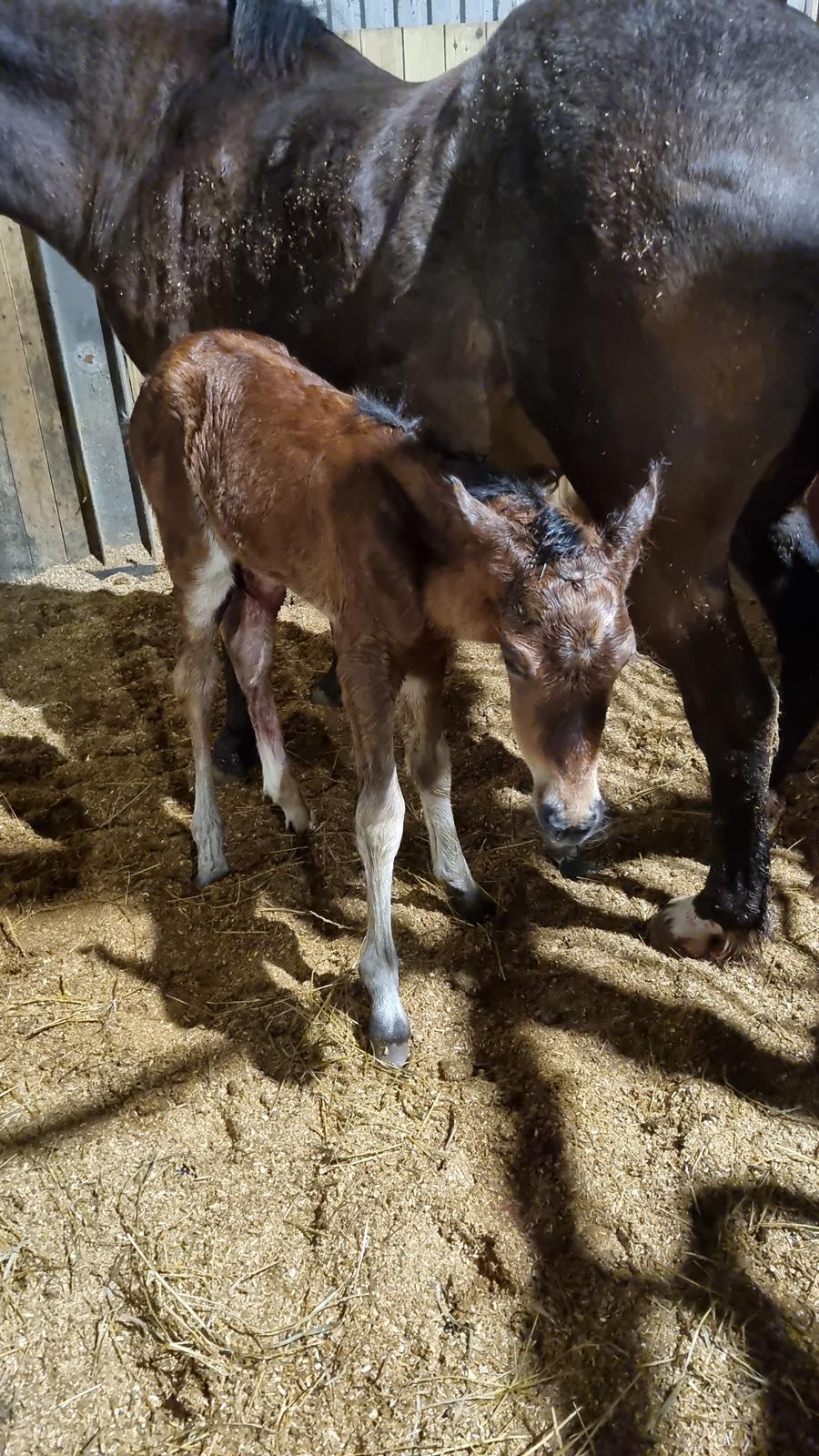 New Forest Jertrums Sweet Cookie Dough billede 16