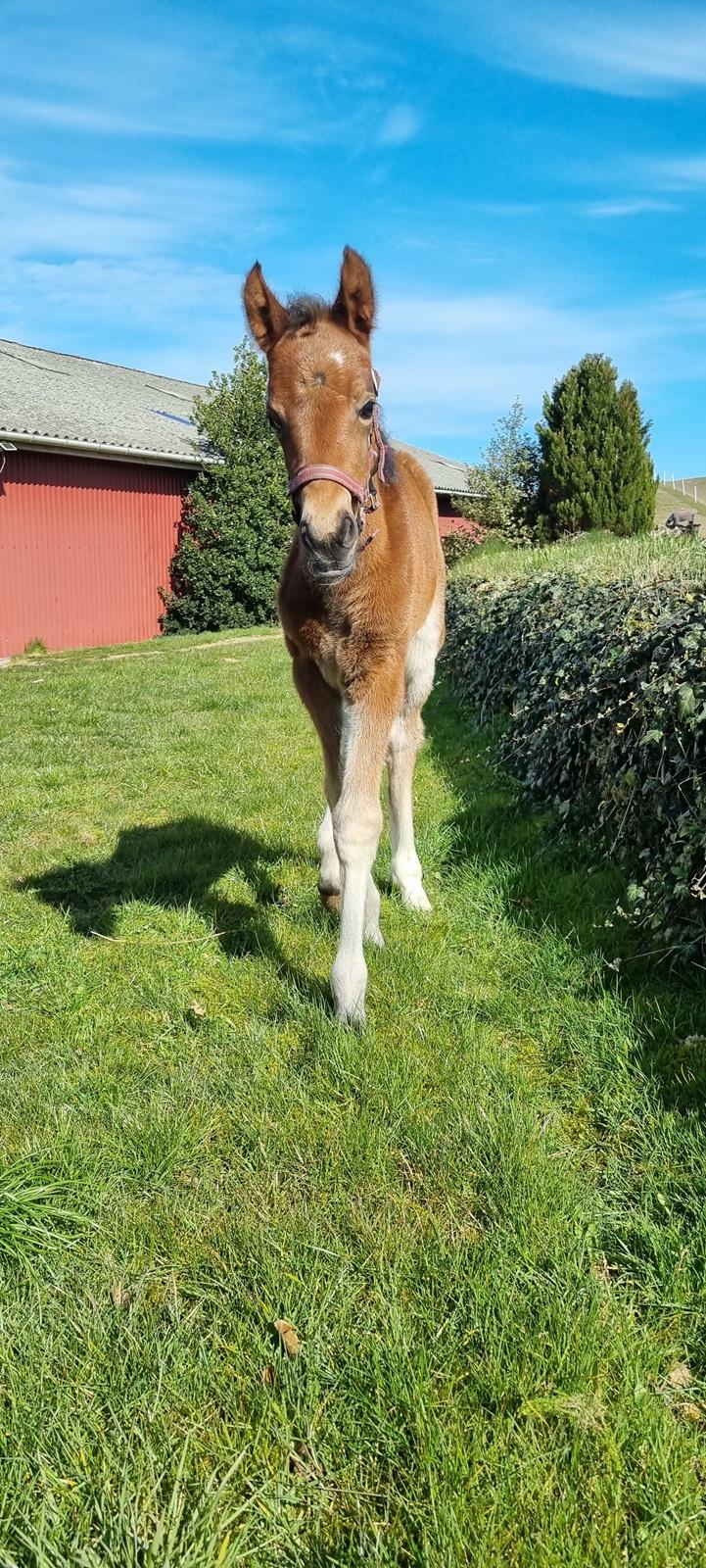 New Forest Jertrums Sweet Cookie Dough billede 5