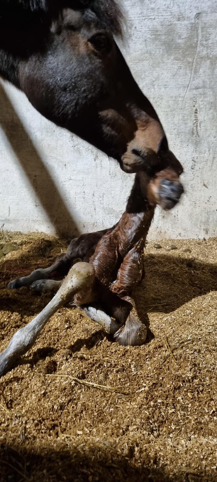 New Forest Jertrums Sweet Cookie Dough billede 15