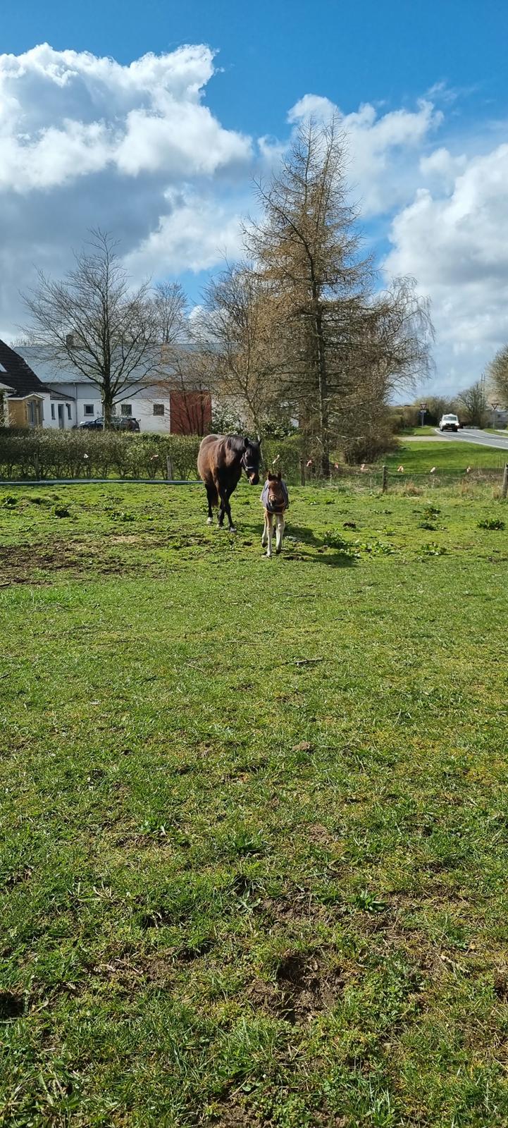 New Forest Jertrums Sweet Cookie Dough billede 7