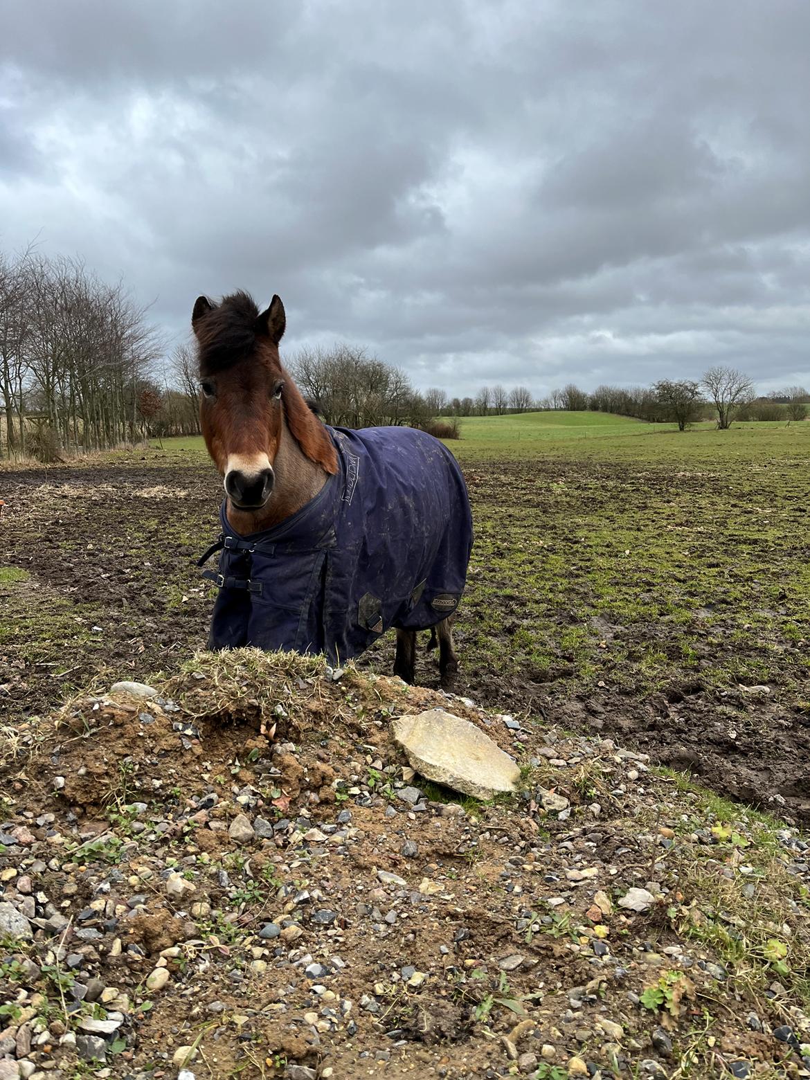 Gotlandsruss Enar aka. Bette (Himmelhest) billede 14